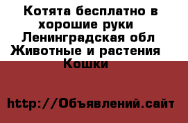 Котята бесплатно в хорошие руки - Ленинградская обл. Животные и растения » Кошки   